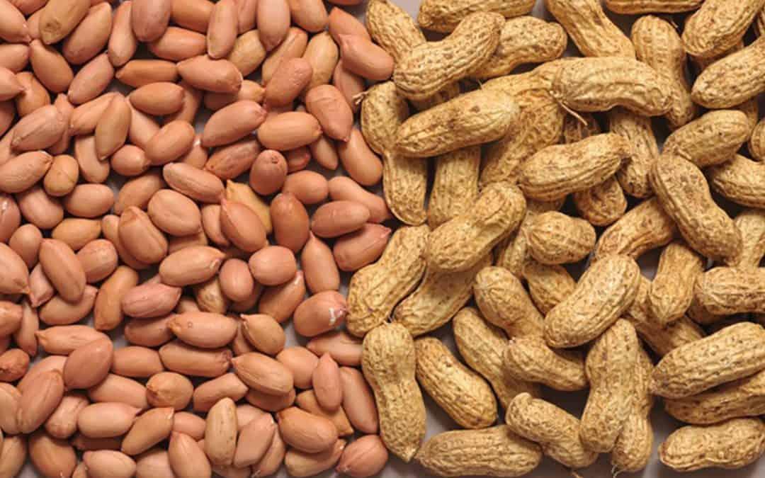 4f72d765-groundnut-representation-1080x675-1.jpg